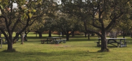 park walk get togheter, mindful walking